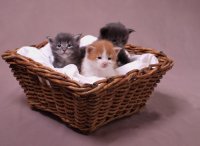 koty w koszyku